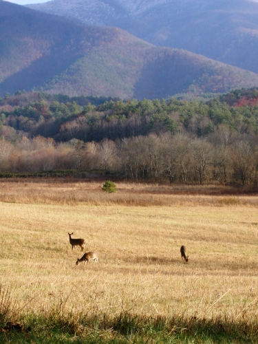 Cumberland Trail : deer grazing in field